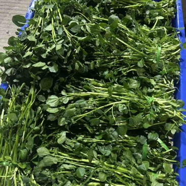 水种西洋菜