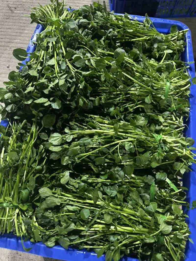 水种西洋菜