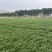 水种西洋菜