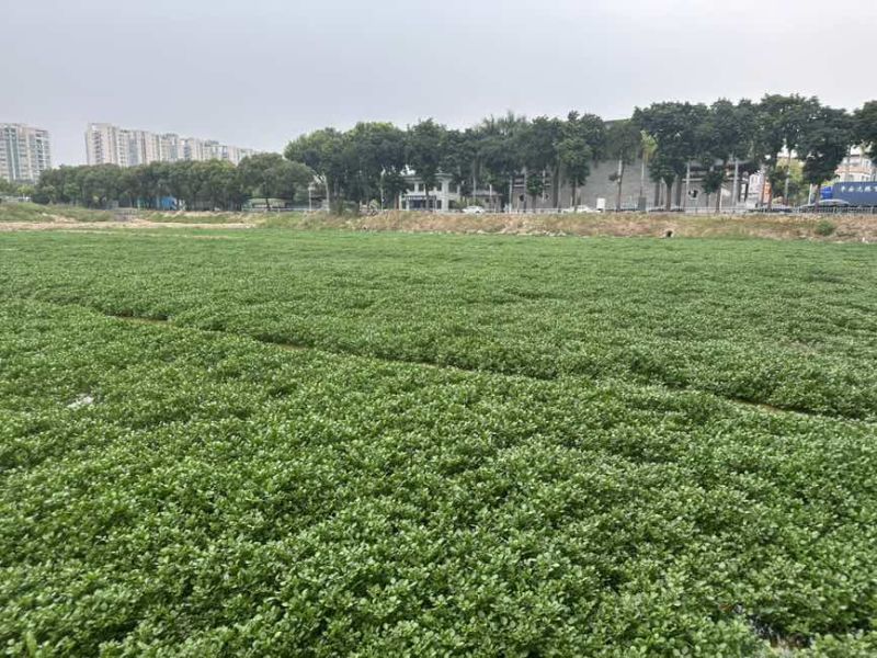 水种西洋菜