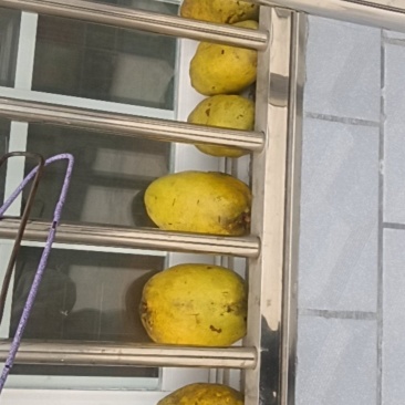 木瓜