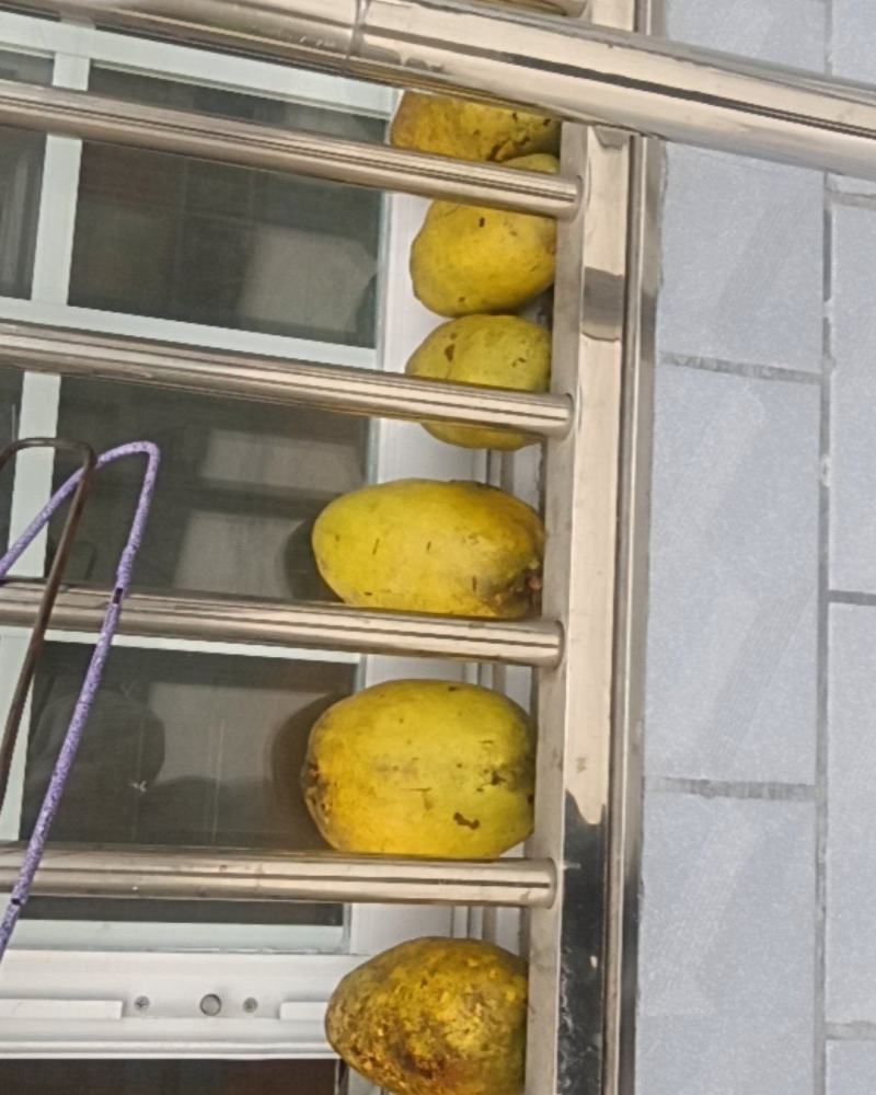 木瓜