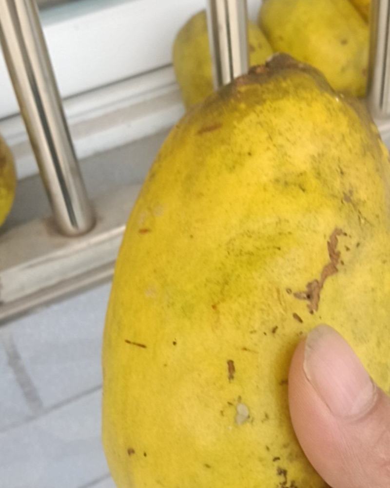 木瓜