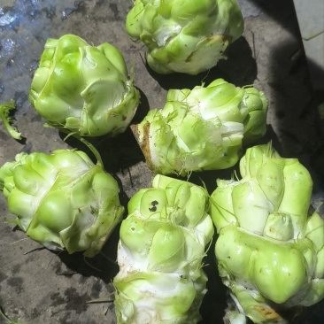 50亩，榨菜