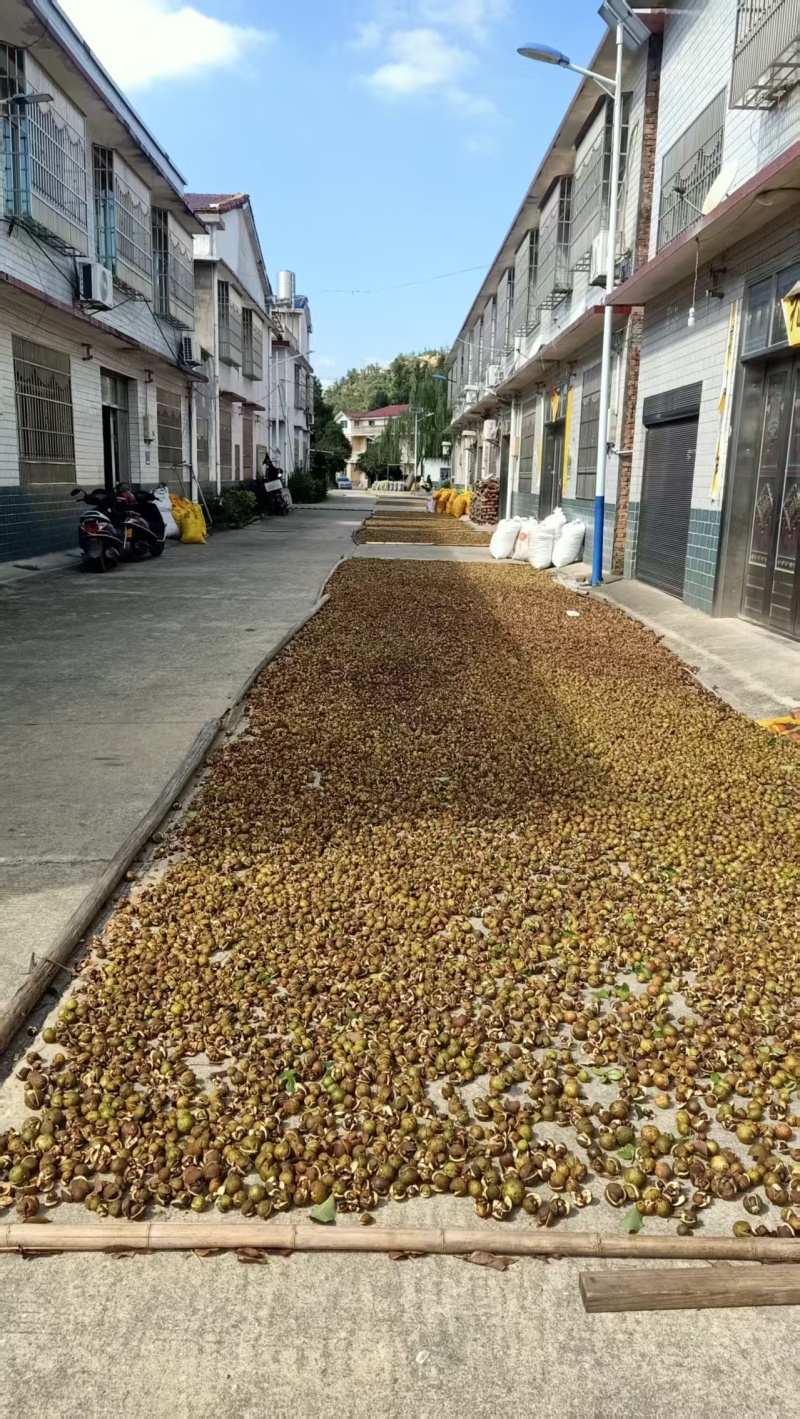 都是老茶树炸的茶油，假一赔十，有一万斤左右
