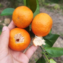 沙糖桔