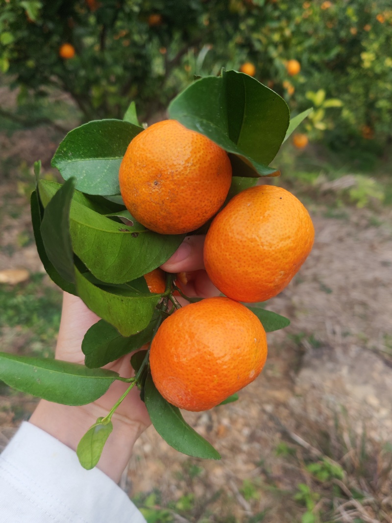 沙糖桔