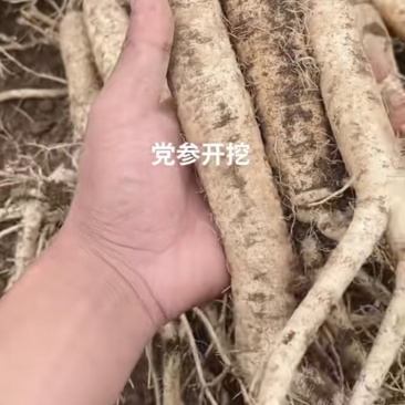 贵州党参黄党白条细支中条出售代收