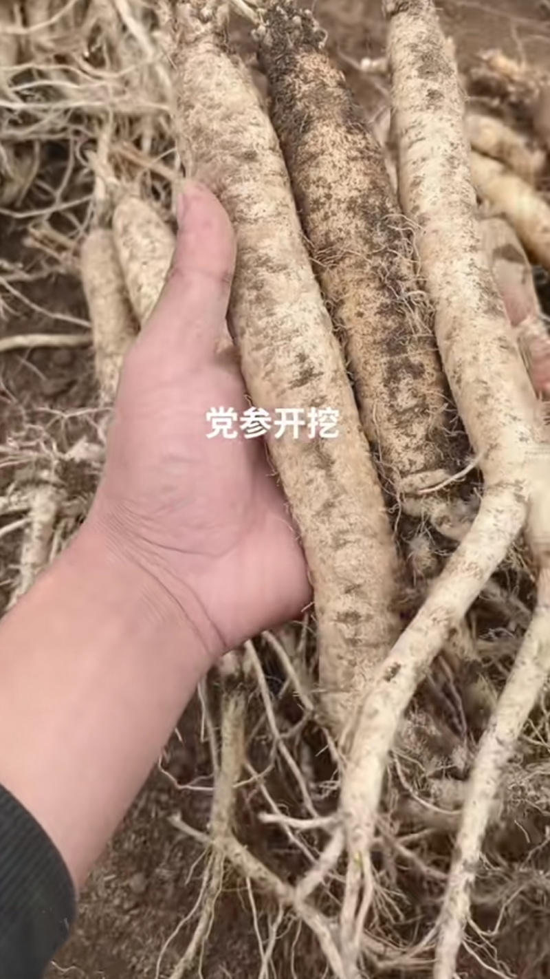 贵州党参黄党白条细支中条出售代收