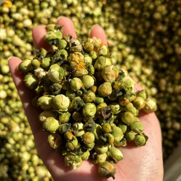 山茶花茶精选干山茶花云南白山茶花泡茶泡水山茶花干花产地直