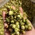 山茶花茶精选干山茶花云南白山茶花泡茶泡水山茶花干花产地直