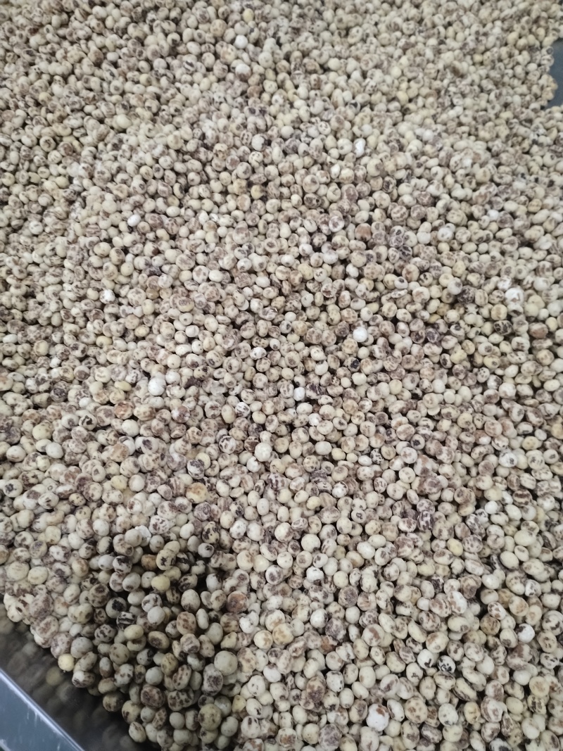 脱皮油莎豆现货一万吨