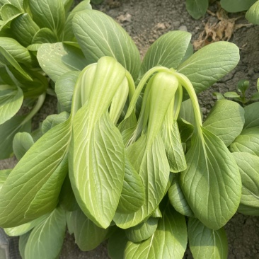 中大颗上海青油菜