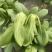 中大颗上海青油菜