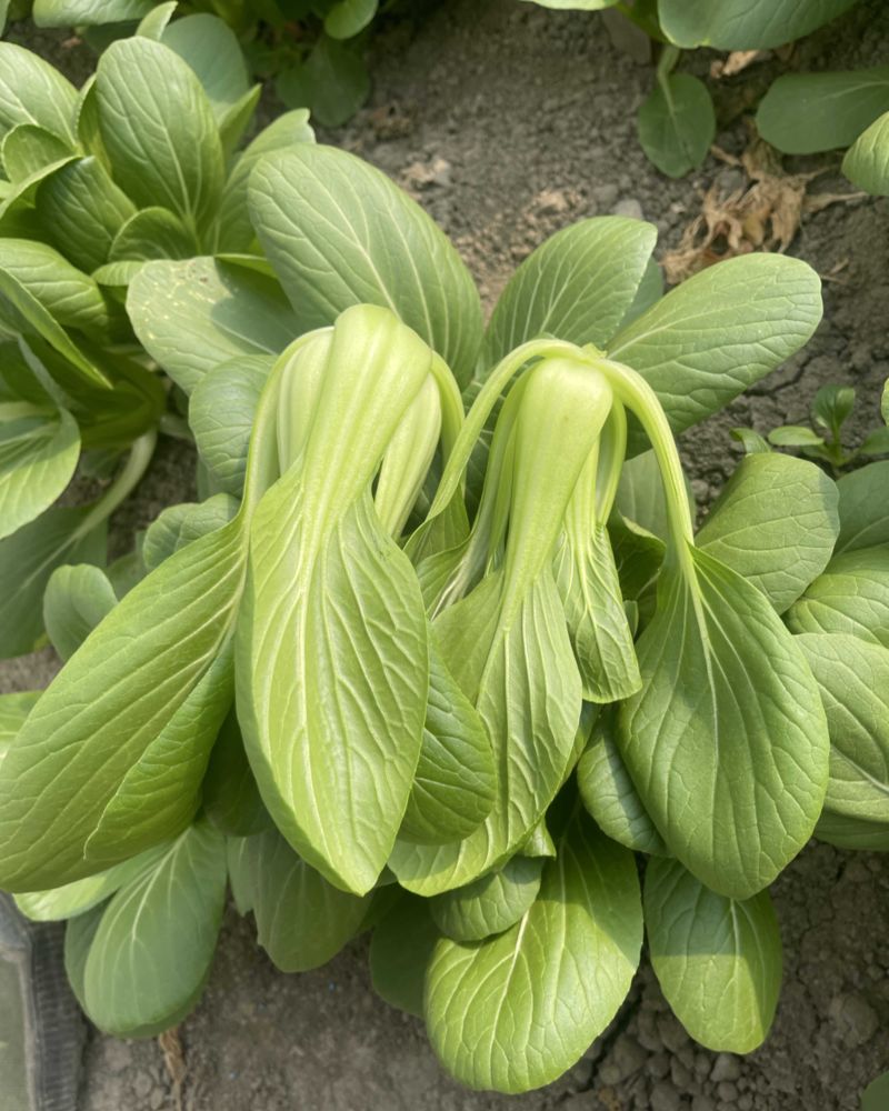 中大颗上海青油菜