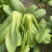 中大颗上海青油菜