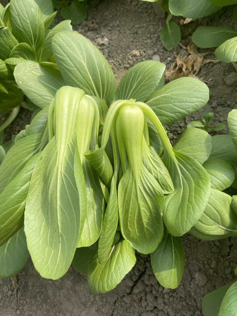中大颗上海青油菜
