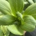 中大颗上海青油菜