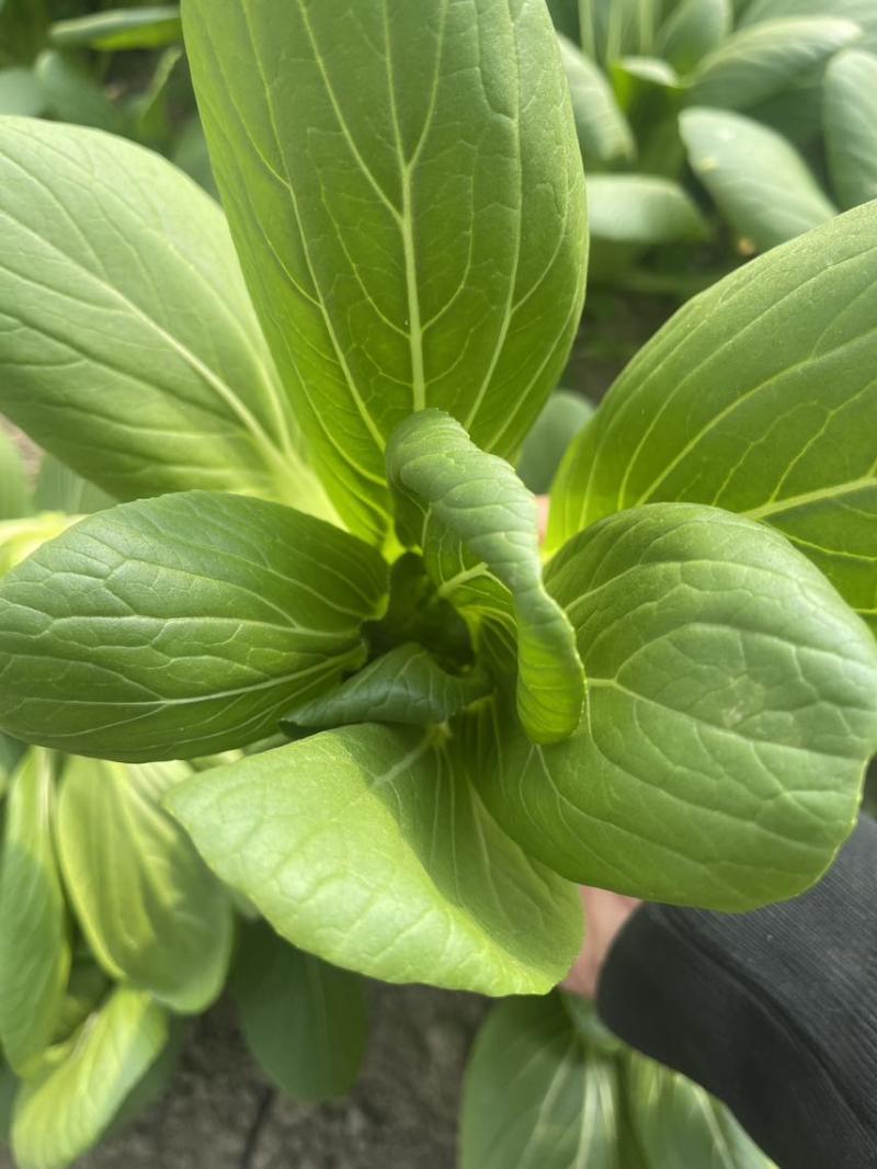 中大颗上海青油菜