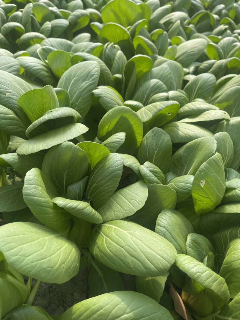中大颗上海青油菜