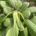 中大颗上海青油菜