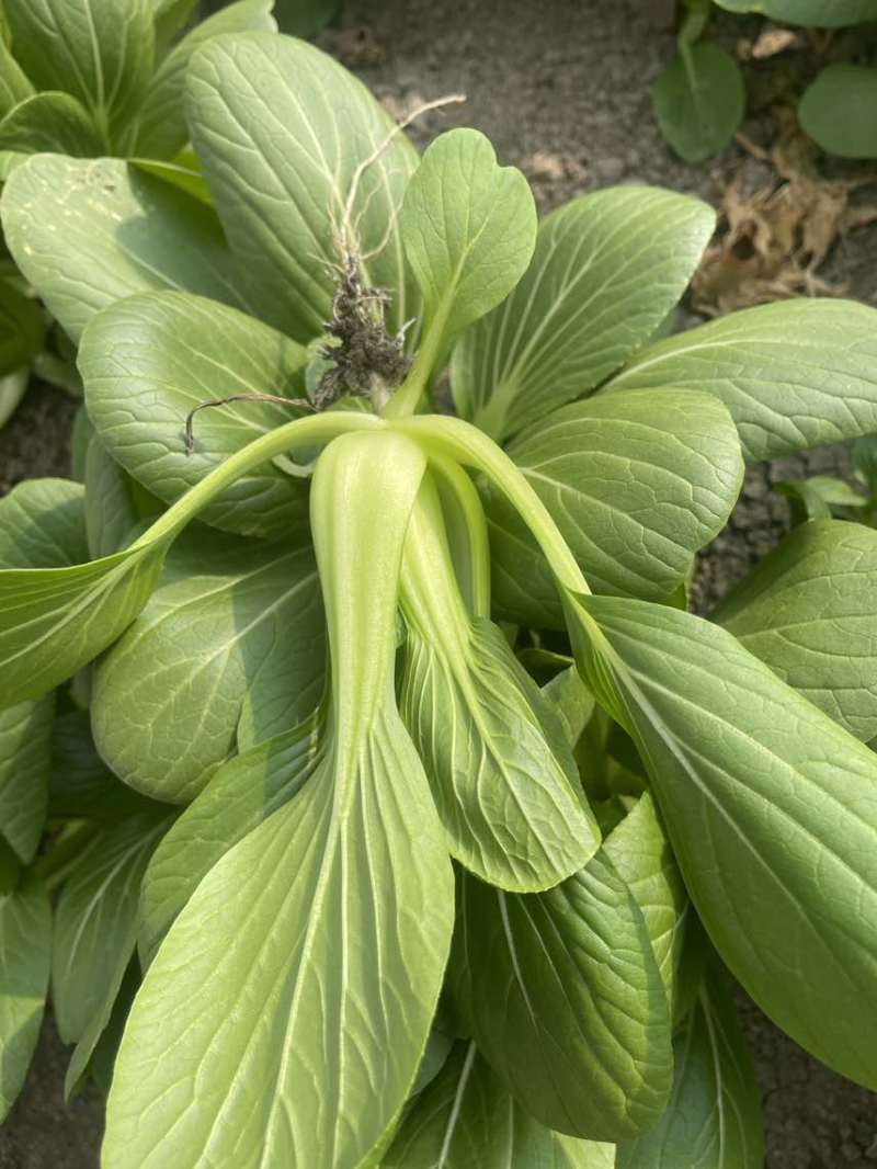 中大颗上海青油菜