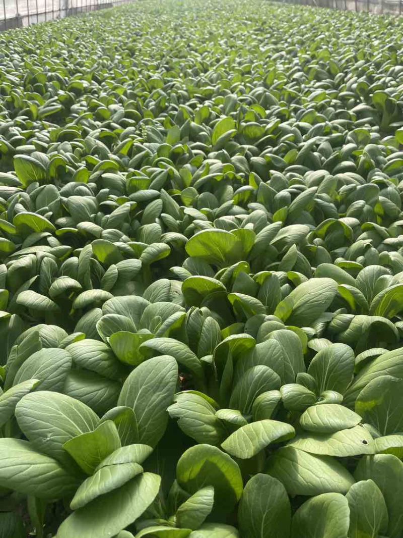 中大颗上海青油菜