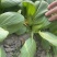 中大颗上海青油菜