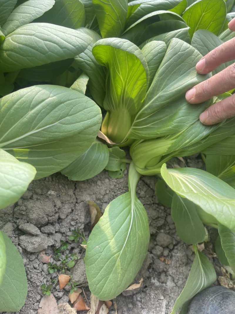 中大颗上海青油菜