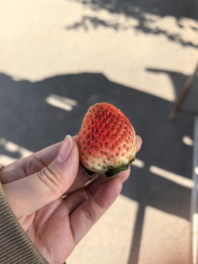 撇果果汁果酱专用大凉山露天草莓