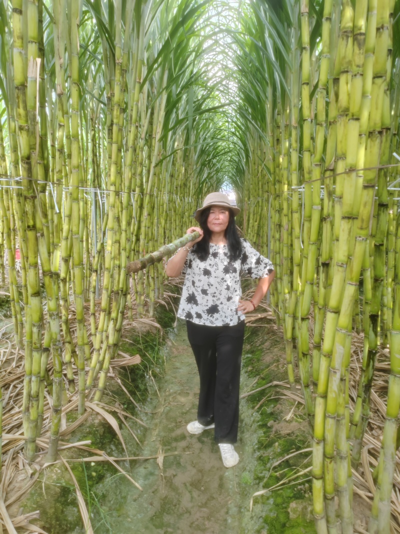 甘蔗