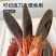 东北花鹿干尾巴整只正品鹿茸干尾巴泡酒材料鹿场直发男士滋补煲汤