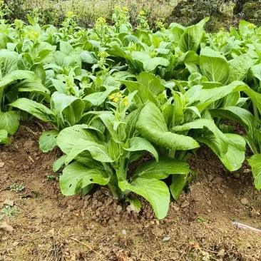 白菜苔，通货规格25-30公分