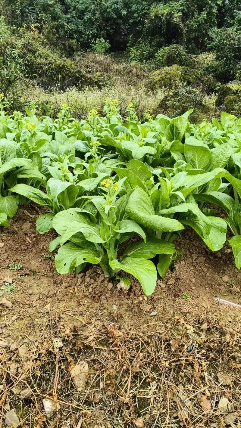 白菜苔，通货规格25-30公分