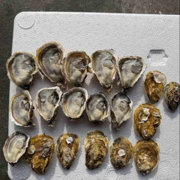 黄金小薄壳，规格1-2，每天5万斤