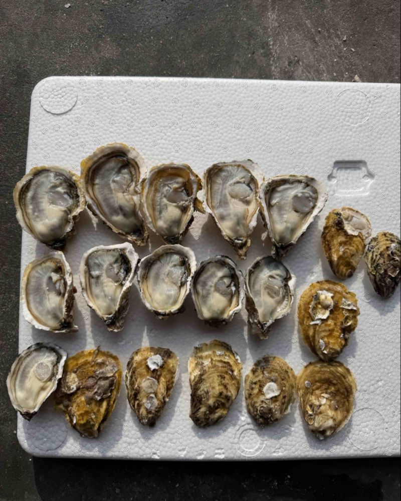 黄金小薄壳，规格1-2，每天5万斤