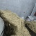 纯手工制作红薯粉条