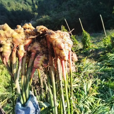 江西赣州于都仙下龙溪生姜