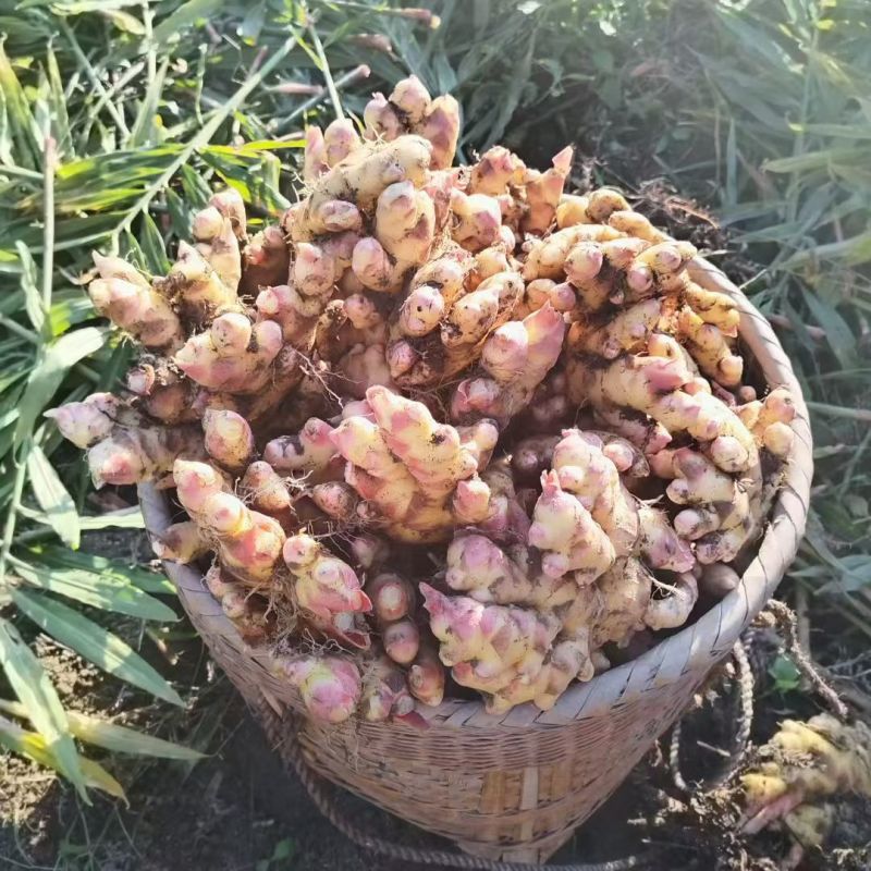 江西赣州于都仙下龙溪生姜