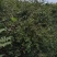 江西山茶油