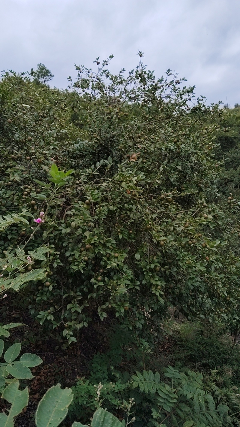 江西山茶油