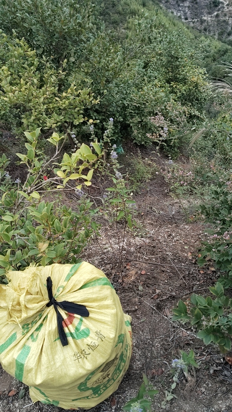 江西山茶油