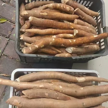 广西宁明县**香软糯木薯