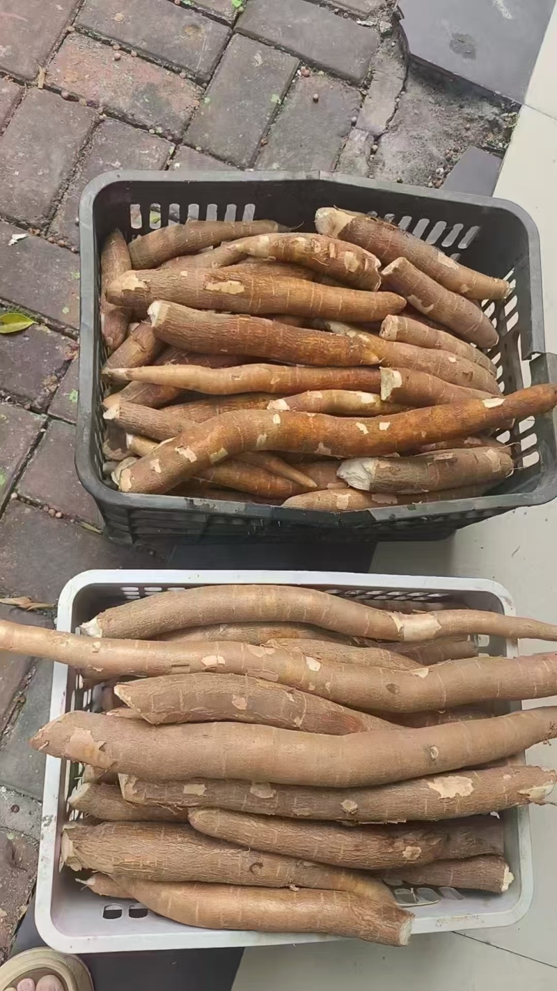 广西宁明县**香软糯木薯
