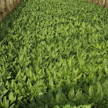 油麦菜