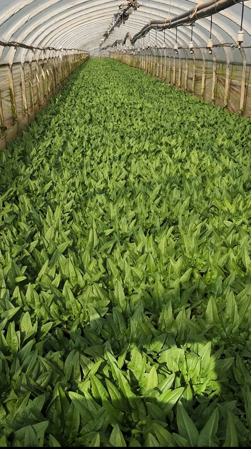油麦菜