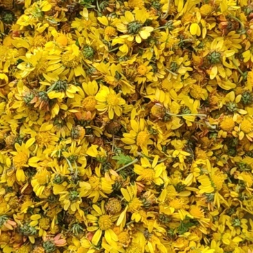 贵州野菊花