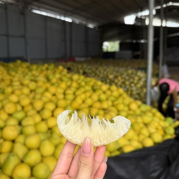 江永香柚