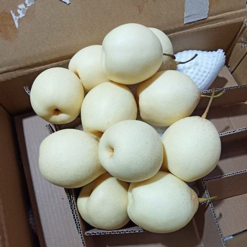 精品魏县收购鸭梨，辛集收购皇冠梨。