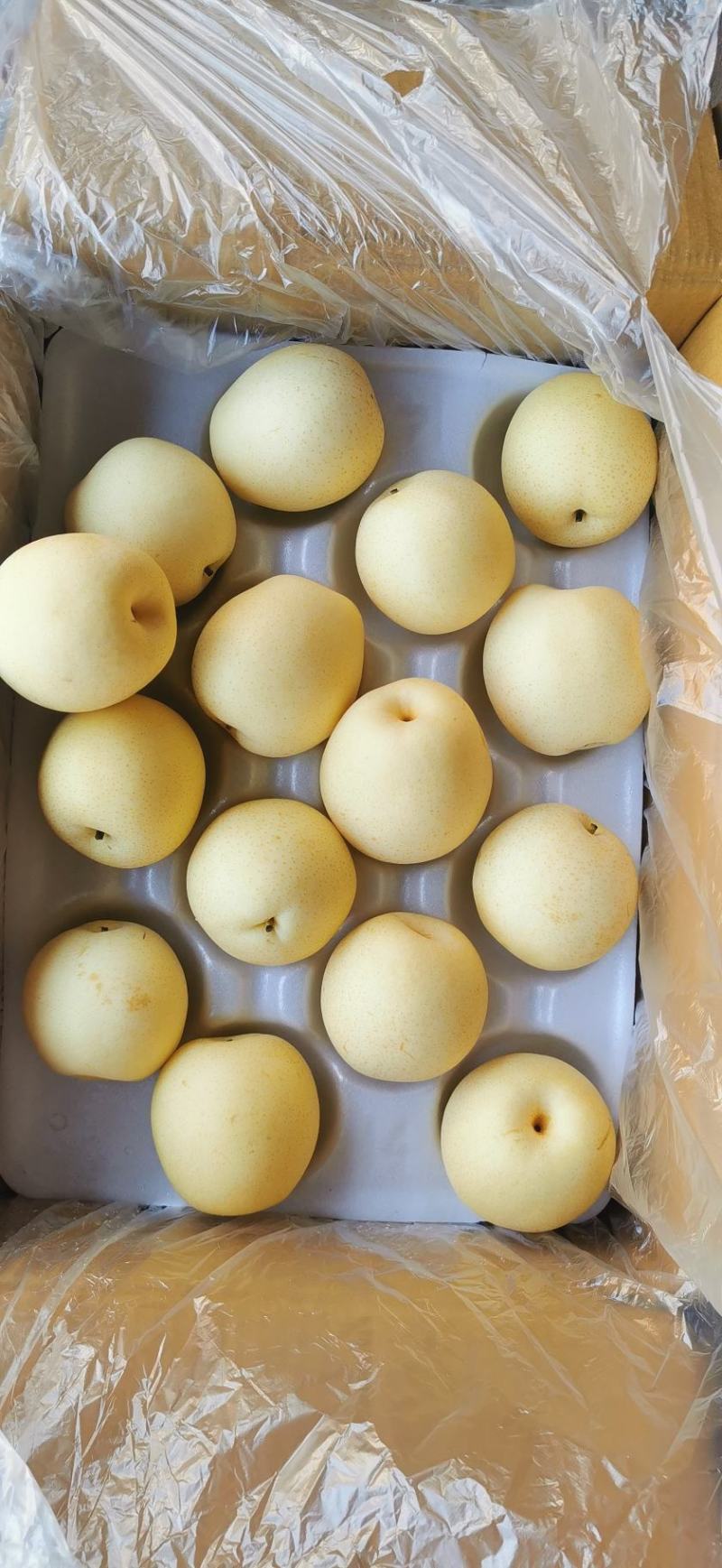精品魏县收购鸭梨，辛集收购皇冠梨。